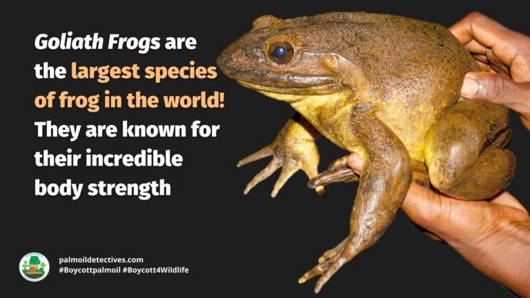 goliath frog