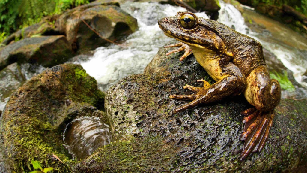 Goliath Frog